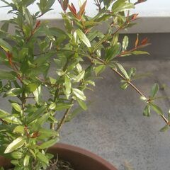 ザクロ　柘榴の木の画像