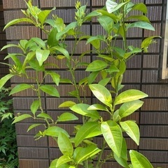 値下げ　5年生シークワーサー接木苗⑤ 無農薬　果樹　苗木