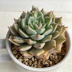 多肉植物　マーガレットレッピンの画像