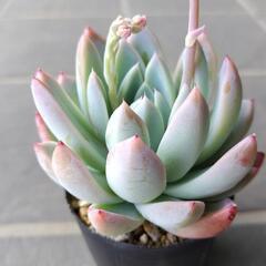 多肉植物　ルーマンリン　2025年4月19日
