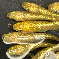 (決まりました)サンシャイン　メダカ　１５匹＋α　若魚