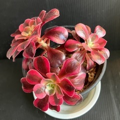 多肉植物　メデューサ