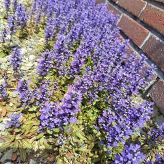 *★ほったらかしの花★アジュガ★これからの季節に★グランドカバー...