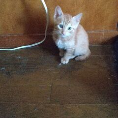 【里親さん募集】2ヵ月の子猫です