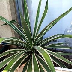 アガベ　の画像