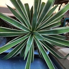 アガベ　の画像