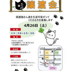 ★譲渡会あります★　怖い目にあった女の子です - 猫