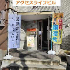 ★譲渡会あります★　怖い目にあった女の子です − 大阪府