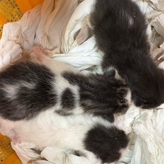 子猫の里親募集中です