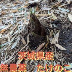無農薬　竹の子　5キロ　①