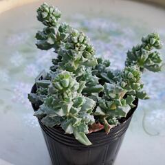 多肉植物琴爪菊 (tokotoko) 摂津富田の家庭用品《ガーデニング 多肉植物琴爪菊 (tokotoko) 摂津富田の家庭用品《ガーデニング
