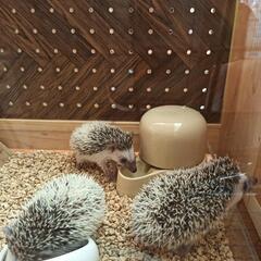 ハリネズミベビーさん🦔