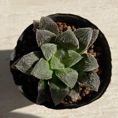 多肉植物　ハオルチア　湖兎(雪うさぎ交配種)①の画像