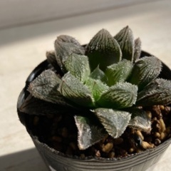 多肉植物　ハオルチア　湖兎(雪うさぎ交配種)①の画像