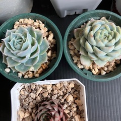 多肉植物　10種セット+ディッキアの画像