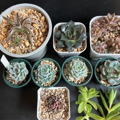 多肉植物　10種セット+ディッキア