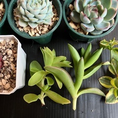多肉植物　10種セット+ディッキアの画像