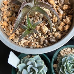多肉植物　10種セット+ディッキアの画像