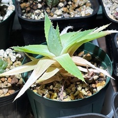 アロエポリフィラ　観葉植物　多肉植物　ビザールプランツ　レアプラ...