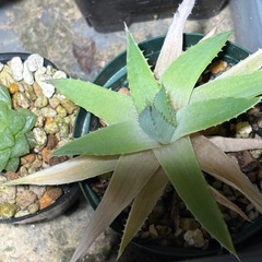 アロエポリフィラ　観葉植物　多肉植物　ビザールプランツ　レアプランツ　ガーデニング　園芸の画像