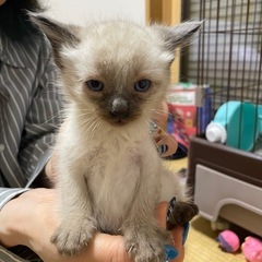 子猫 決まりました😊