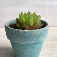 多肉植物　ウンブラティコラ苗の画像