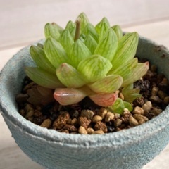 多肉植物　ウンブラティコラ苗