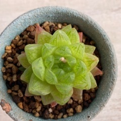 多肉植物　ウンブラティコラ苗の画像