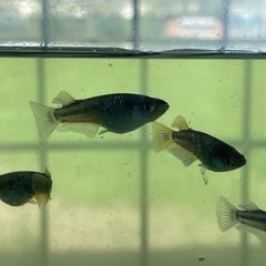 【お取引中】ブラックマンバ6匹の画像