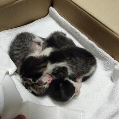 募集停止します。※子猫の里親様急募します※