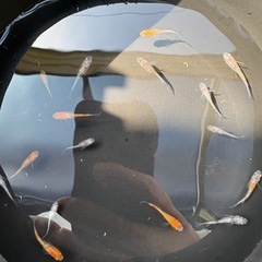 メダカ　三色ラメ10匹