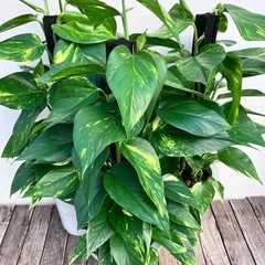 観葉植物　ポトス