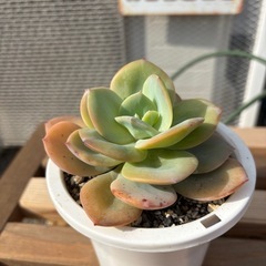 多肉植物　エケベリア白鳳
