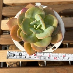 多肉植物　エケベリア白鳳の画像