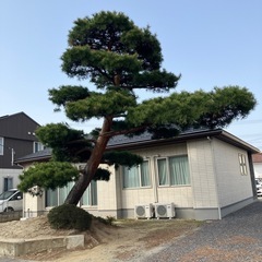 庭石3個、松の木2本 5万円で即決 ただし引き取り限定