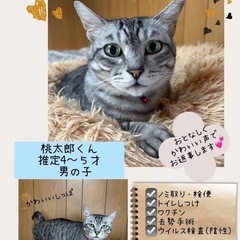 かっこいい桃太郎 - 猫