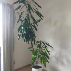 幸福の木　ドラセナジェレ10号