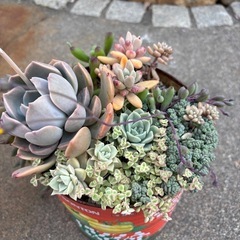 多肉植物　寄せ植え