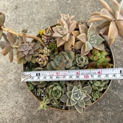 多肉植物　寄せ植え値下げしました！の画像