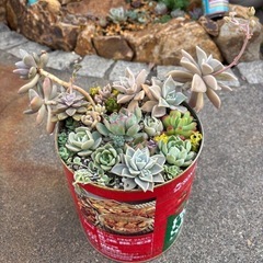 多肉植物　寄せ植え