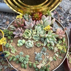 多肉植物　寄せ植えの画像