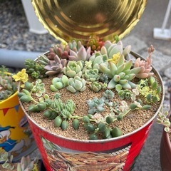 多肉植物　寄せ植え