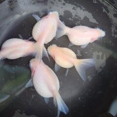 金魚 ピンポンパール パールホワイト 昨年産まれ 5匹 メダカ ...