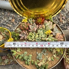 多肉植物　寄せ植えの画像