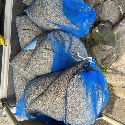 コシヒカリたねもみ