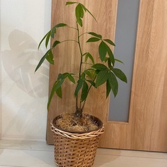 観葉植物パキラ決まりましたの画像