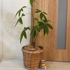 美品】乗車時使用のみおまけ付きMARCHiOROCLIPPER5PETSHUTTLE2