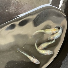 白系ラメメダカ　プラチナ10匹の画像