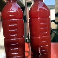 🅿️Ｓ🅱️メダカ飼育最強液体バクテリア針子から成魚まで、ぐんぐんの画像