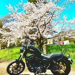 美車　ハーレー883R 2009年車インジェクション　カスタム多数スポーツスターの画像